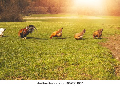Hens and rooster grazing the green field on animal farm. High quality photo - Shutterstock ID 1959401911