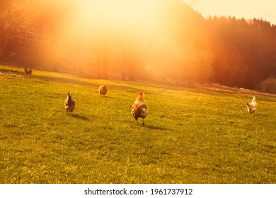 Hens and rooster grazing the green field on animal farm. High quality photo - Shutterstock ID 1961737912