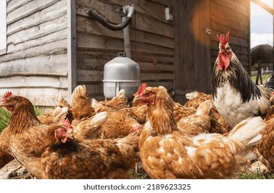 Hens and Rooster in a hen house. Hens in bio farm. Chicken in hen house. Chickens in farm at sunny day