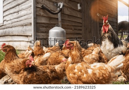Hens and Rooster in a hen house. Hens in bio farm. Chicken in hen house. Chickens in farm at sunny day