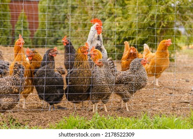 hens and rooster are walking in the farm coop. Floor cage free chickens is trend of modern farming. Small local business.A warm summer day.
