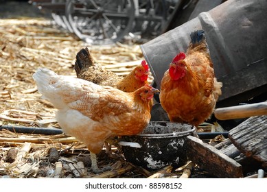 Hens in rustic farm yard