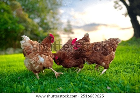 Hens at sunset in the grass