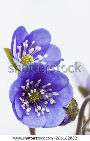 Similar – Foto Bild Anemonen Blume Frühling