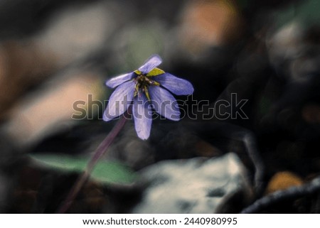 hepatica - clouse up in the forest 