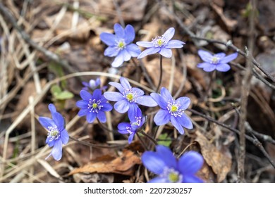 Hepatica Is A Genus Of Herbaceous Perennials In The Buttercup Family,