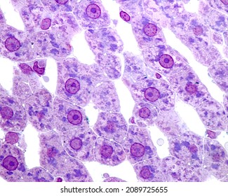 
Hepatocyte Plates Separated By Sinusoids. Hepatocyte Cytoplasm Shows Basophilic Bodies. The Bile Capillaries Appear As A Small Round Intercellular Dilatation. 0.5 Micrometre Thick Section