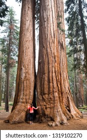 Her Majesty Nature. Giant Sequioa (Sequoiadendron Giganteum) A Girl-runner Takes Energy From Huge Old Healthy Trees Of Parker Group In Magical Giant Forest, Sequoia National Park. Meditation, Running.