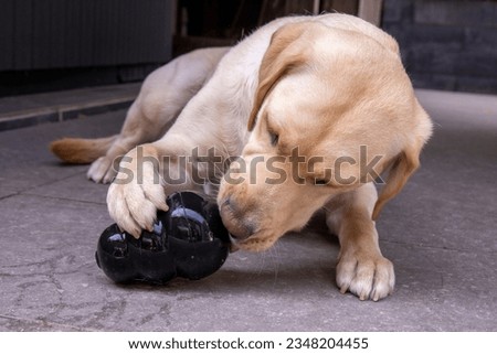 With her paw, the blonde Labrador firmly holds onto her Kong filled with treats.