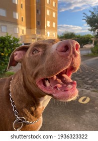 Hera, Beautiful 8 Months Old Pitbull Rednose.