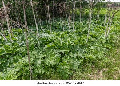 Heracleum Sosnowski. Green Leaves Of Hogweed, Cow Parsnip Plant In Summer