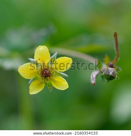 Herb bennet - flower and bud - geum urbanum during spring a nice yellow flower from the family rosaceae Stock photo © 