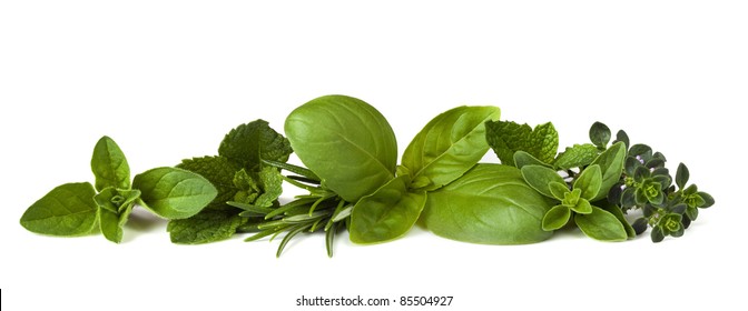 Herb Border Over White Background.  Includes Fresh Oregano, Mint, Rosemary, Basil, Marjoram And Thyme.