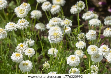 Herb Chamomile Flore Pleno with cream flowers and apple scented foliage