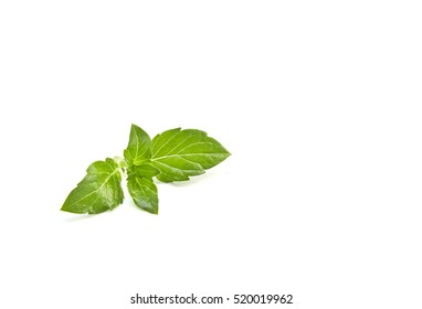 Herb Fresh Spear Mint Isolated On White