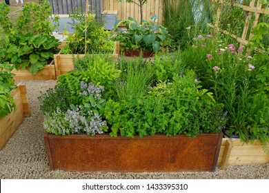 herb garden in raised bed