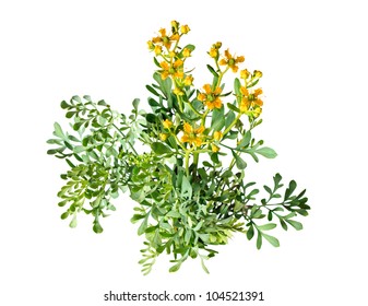 Herb Of Grace On White Background