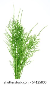 Herb Horsetail