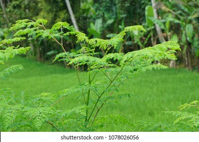 herb is moringa