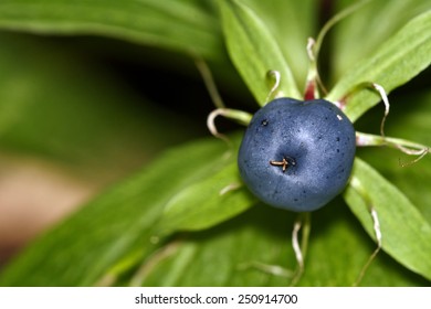 Herb Paris