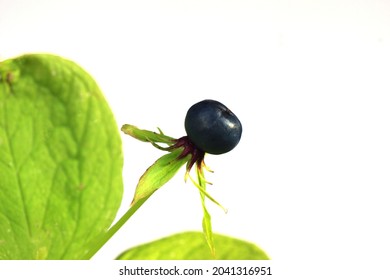 A Herb Paris Berry Isolated On White