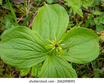 Herb Paris - Flower Of The Year 2022