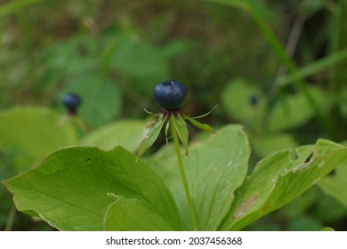 Herb Paris On Natural Background