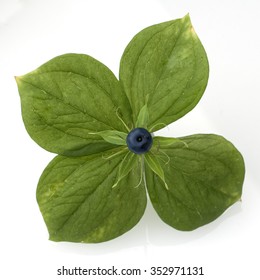 Herb Paris; Quadrifolia