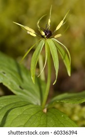 Herb Paris - Paris Quadrifolia