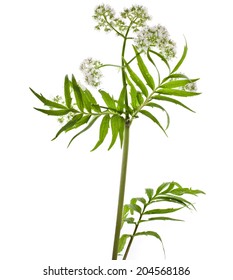 Herb plant valerian  flowering plant isolated on white background