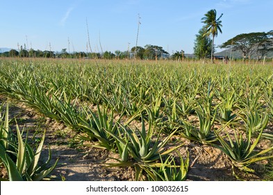 Herb in plantation field cultivation of Aloe vera plant, Farm and agriculture in Thailand