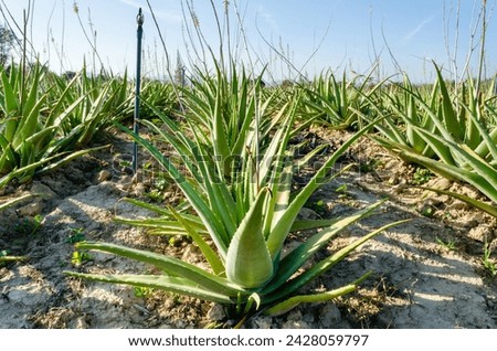 Herb in plantation field cultivation of Aloe vera plant, Farm and agriculture in Thailand