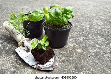 Herb Plants In Pots