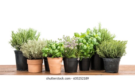 Herb In Pot. Potted Fresh Green Herbs On Wooden Kitchen Table. Basil, Rosemary, Thyme, Savory On White Background