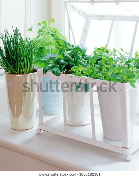 Herb Pots On Windowsill Basil Chive Stock Photo Edit Now 1035182101