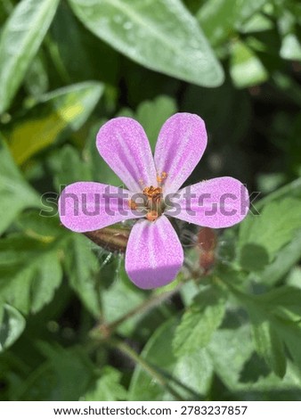 Herb Robert  - Geranium robertianum