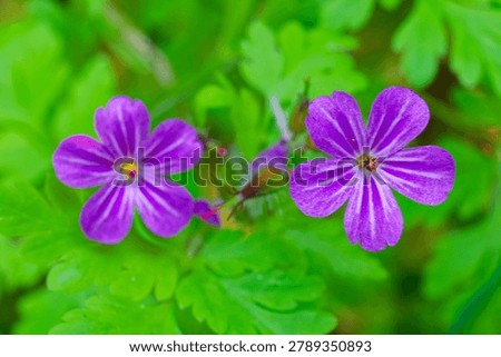 Herb Robert (Geranium robertianum)  is a common plant in Europe