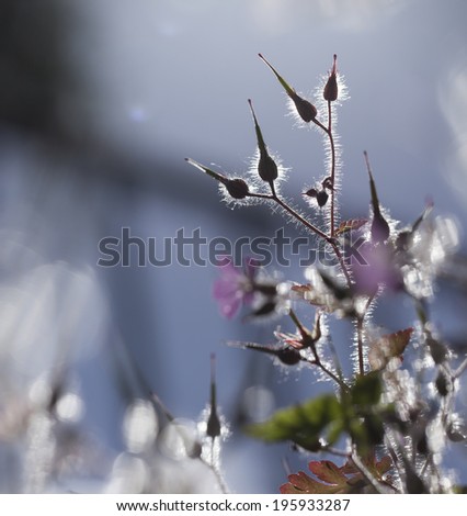 Similar – ice fog Plant Bushes