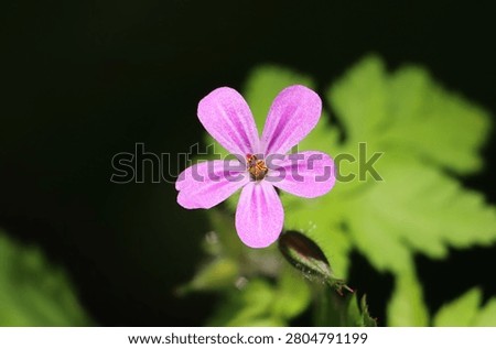 Herb Robert (Geranium robertianum) herbaceous flowering plant