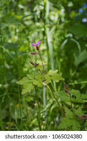 Herb Robert (Geranium Robertianum) Isolated Side View Of A Flower Stalk With One Open Pink Flower And Several Maroon Crimson Red Flower Buds, Bright Green Leaves In Detail, Green Blurred Background