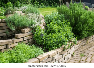 herb spiral in the garden with fresh herbs