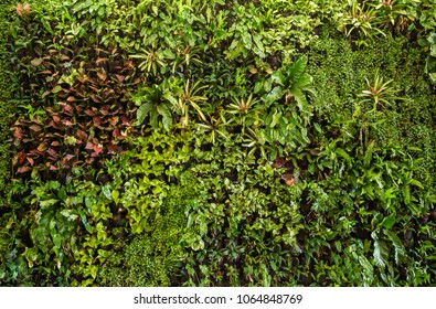 Herb Wall, Plant Wall, Natural Green Wallpaper And Background. Nature Wall.