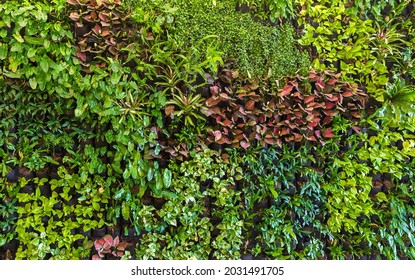 Herb Wall, Plant Wall, Natural Green Wallpaper And Background. Nature Wall.