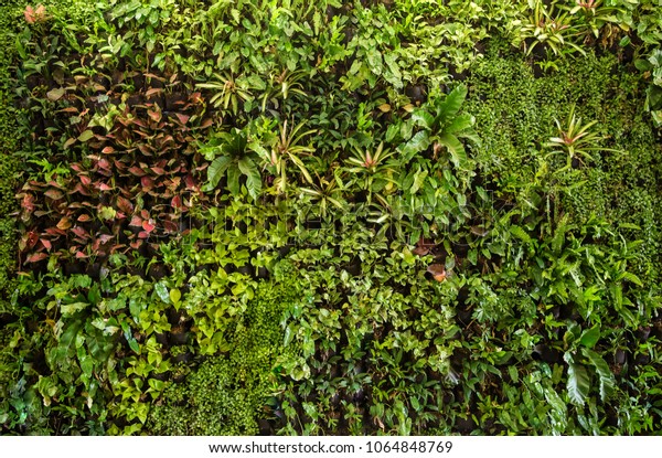 香草牆 植物牆壁 天然綠色壁紙和背景 自然牆壁 庫存照片 立刻編輯