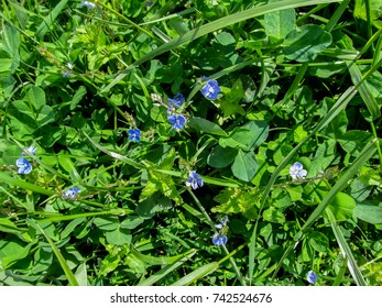 Herbaceous background of meadow grass and small delicate blue flowers of the germander speedwell. Fresh spring texture of green leaves of clover, couch grasses and flowers of the Veronica chamaedrys