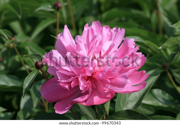 Herbaceous Peony Flowers Garden North China Stock Photo Edit Now