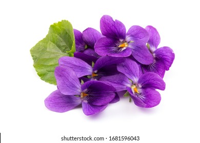 Herbaceous perennial plant - Viola odorata (wood violet, sweet violet, english violet, garden viole). Spring  purple flowers of violets close up - Shutterstock ID 1681596043