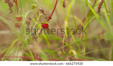 Similar – Forest strawberries in grass