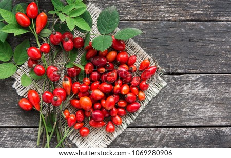 herbal Dog rose  with bunch branch Rosehips, types Rosa canina hips, essential oil. Medicinal plants and herbs composition 