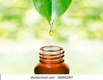 Herbal essence. Alternative healthy medicine. Skin care. Essential oil or water dropping from fresh leaf to the bottle.  - Shutterstock ID 284842097